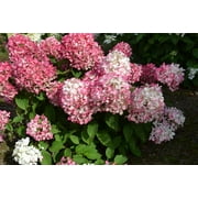 Angle View: First Editions 2g Hydrangea Diamond Rouge