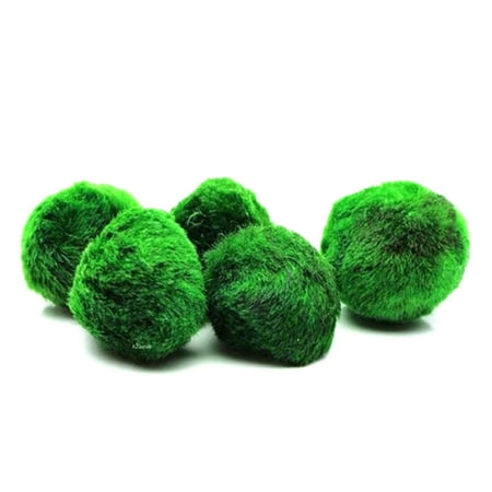 Living Green Algae Balls Moss Balls Plant Lanscaping For Fish Tank