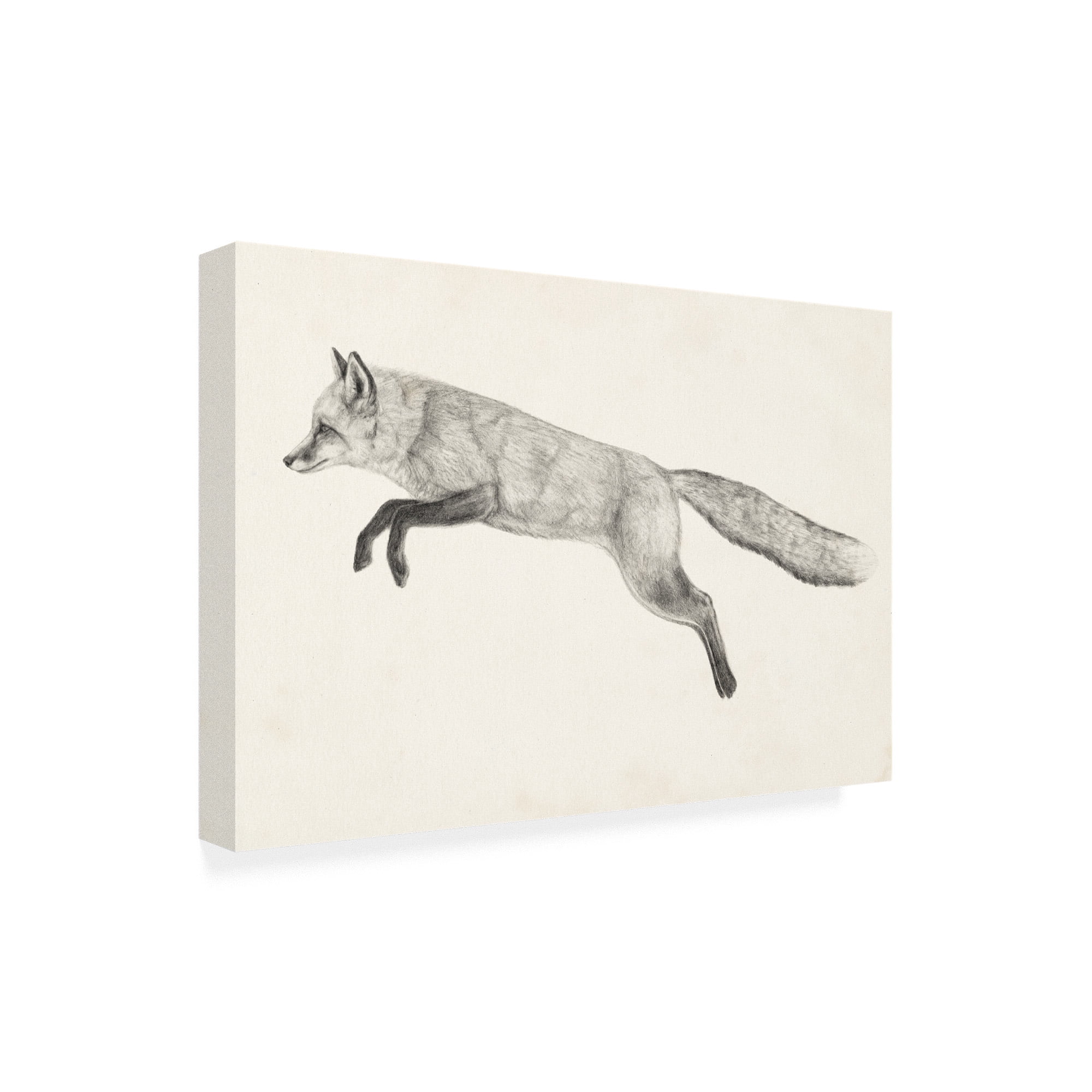 Trademark Fine Art 'Flying Fox II' Canvas Art by Victoria Borges