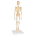thumbnail image 1 of Hey! Play! Human Skeleton Model Kit On Base- 13.25” Kids Skeletal Model with Realistic Looking Bones & Movement for Learning Science, Anatomy (80-YC-117), 1 of 1
