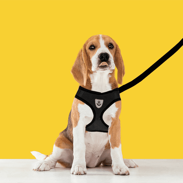 Arnés Tipo Pechera Seguridad Ajustable Para Perros Grandes