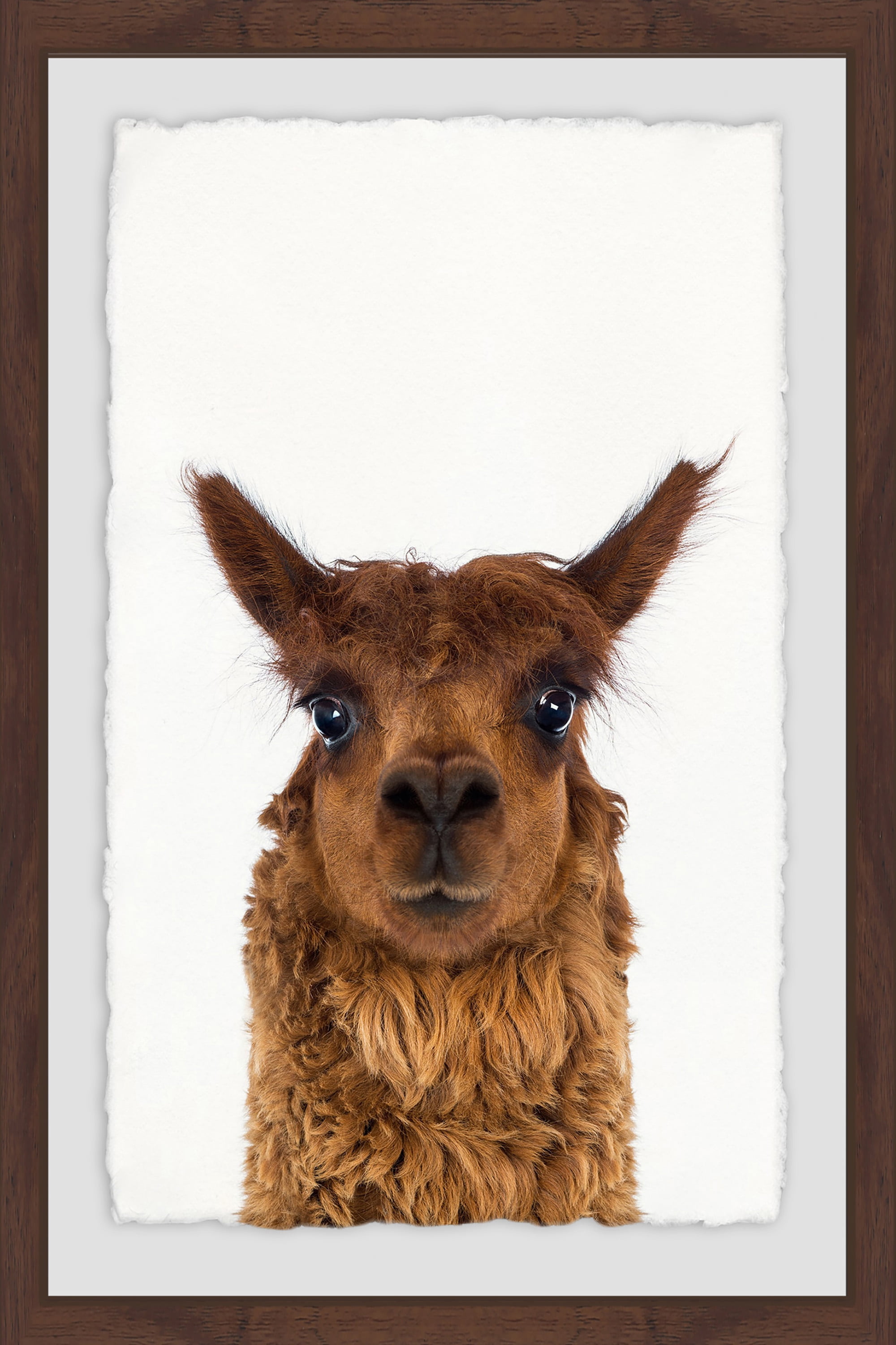 Staring Llama Framed Painting Print