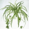 thumbnail image 1 of 1 ramo de simulación de gran tamaño Chlorophytum Comosumn planta pared decorar planta Artificial 60CM, 1 of 4