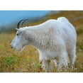 thumbnail image 3 of Fitzharris, Tim 14x12 Black Modern Framed Museum Art Print Titled - Mountain Goat, 3 of 5