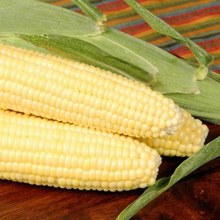 Bodacious R/M Hybrid Corn Garden Seeds (Treated) - 25 Lb Bulk - Non-GMO, SE (Sugary Enhanced) Vegetable Gardening Seeds