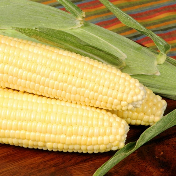 Bodacious R/M Hybrid Corn Garden Seeds (Treated) - 1 Lb - Non-GMO, SE (Sugary Enhanced) Vegetable Gardening Seeds