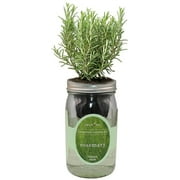 Organic mason jar hydroponic herb kit (rosemary)
