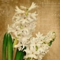 thumbnail image 2 of Atria, Cristin 12x12 Gold Ornate Wood Framed with Double Matting Museum Art Print Titled - Scent of A Flower, 2 of 4