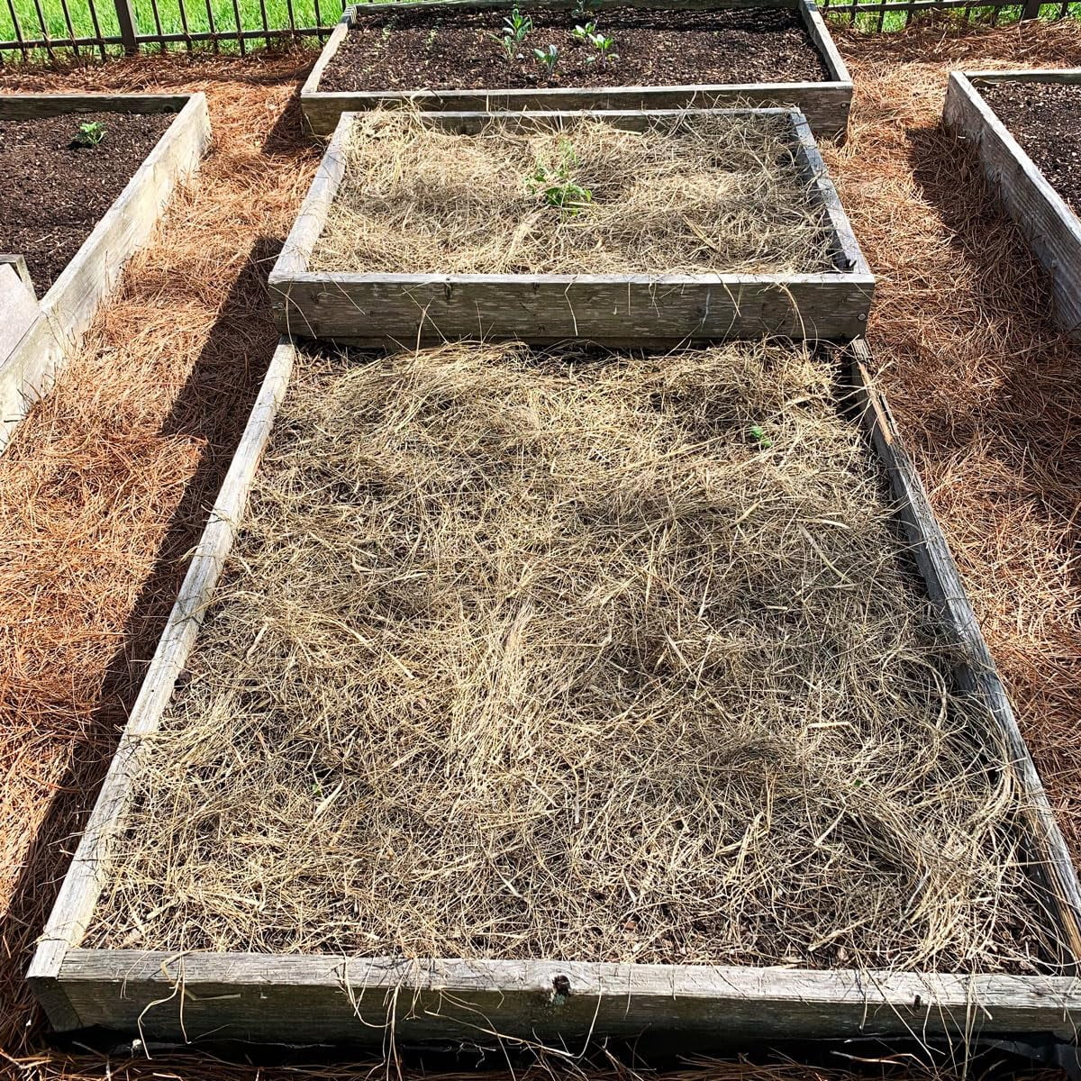 Organic Salt Hay Mulch for Vegetable Gardens | Clean & Sustainable | Weed-Seed-Free | Insulates & Retains Moisture for Plants & New Grass Overseeding | SM Box (12"x12"x12") | 125 Sq. Ft. Coverage