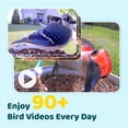 thumbnail image 3 of Comedero para pájaros NETVUE Smart con cámara de 2 MP, visión nocturna, 3 of 9