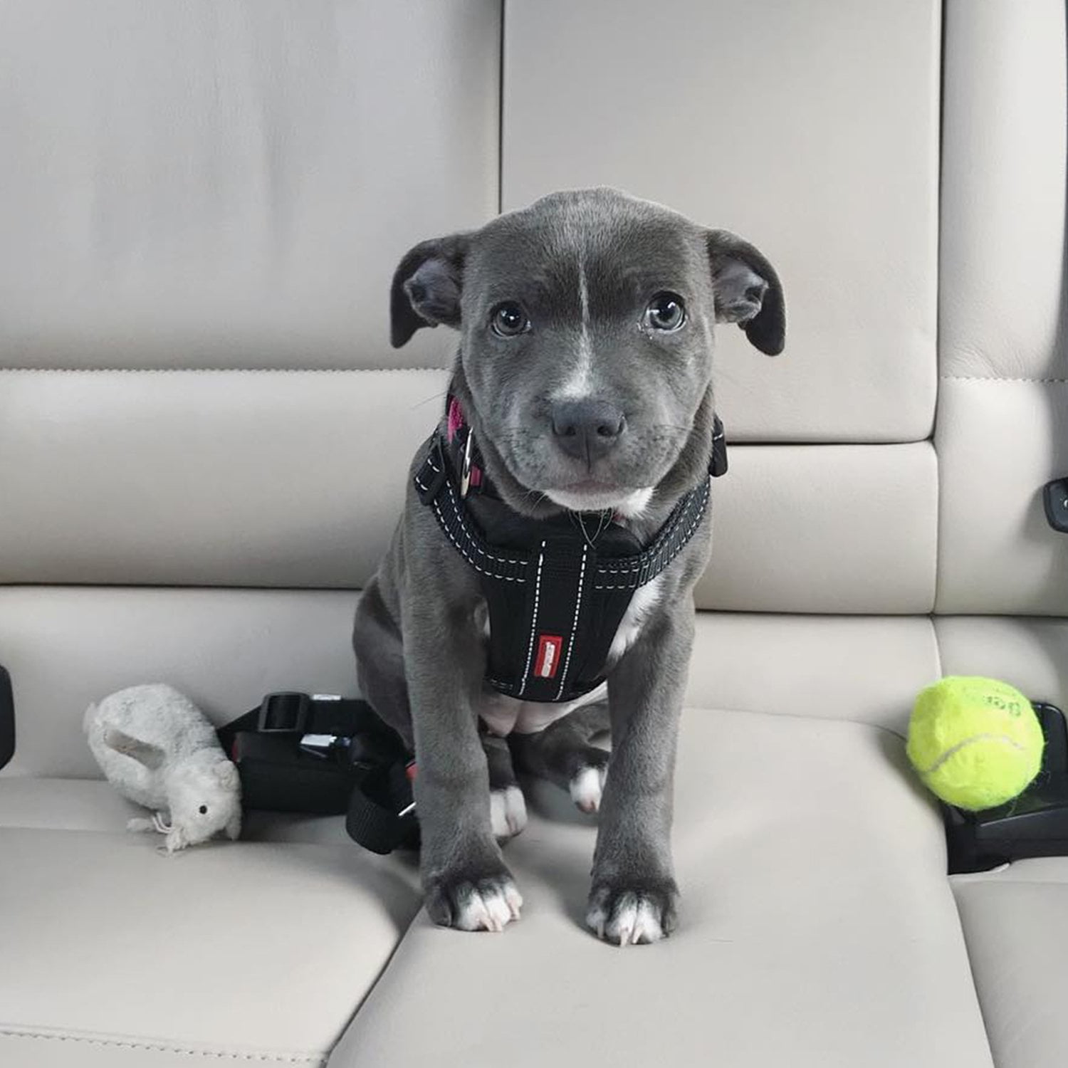 chest plate dog harness