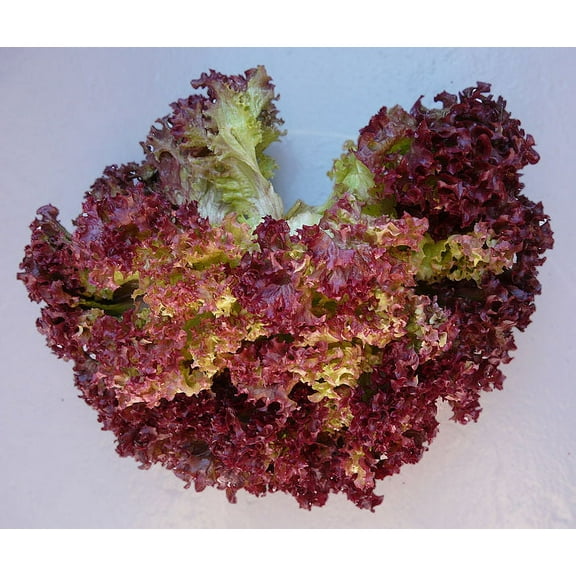 Lettuce Lollo Rosso (aka Lolla Rossa) Great Heirloom Vegetable by Seed Kingdom Bulk 25,000 Seeds