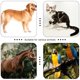 thumbnail image 4 of Pet Clicker HoaOo para adiestramiento de perros, gatos, caballos y pájaros (azul y verde), 4 of 7
