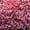 Rose, variant on Stretch Velvet Sequin Fabric, Glitter Spandex Material 48 Inch in Width | Arts and Crafts, Rose / Sample 3x3 Inch