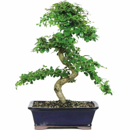 Brussel's Fukien Tea Bonsai - Large - (Indoor)