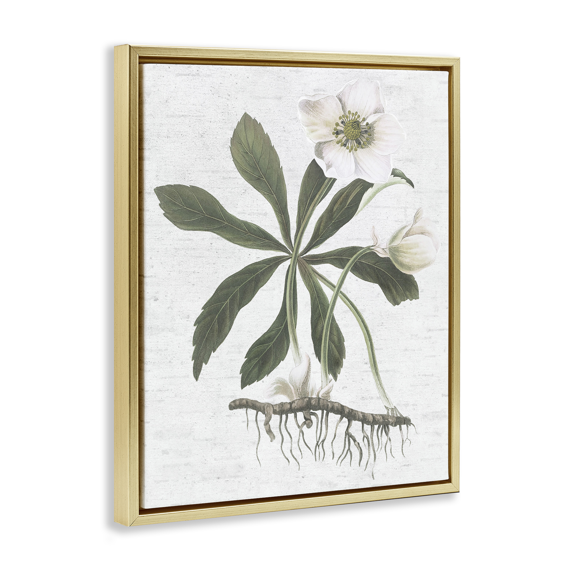 Stupell Industries Magnolia Flower Study Botanical & Floral Painting Gold Floater Framed Art Print Wall Art, 17 x 21