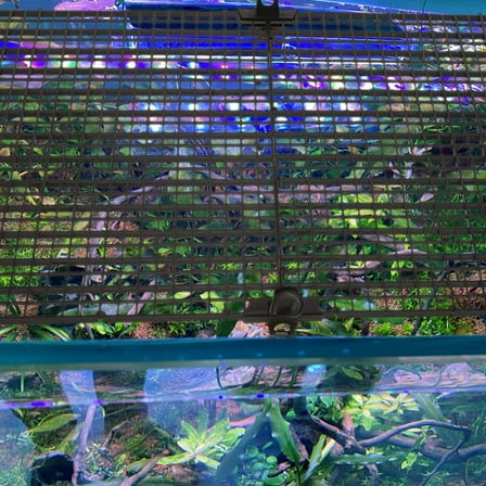 TINKSKY 1 Set of Fish Tank Mesh Cover Fish Separators Plastic Black for Aquarium Accessories