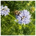 thumbnail image 2 of Everwilde Farms - 1 lb Globe Gilia Native Wildflower Seeds - Gold Vault Bulk Seed Packet, 2 of 4