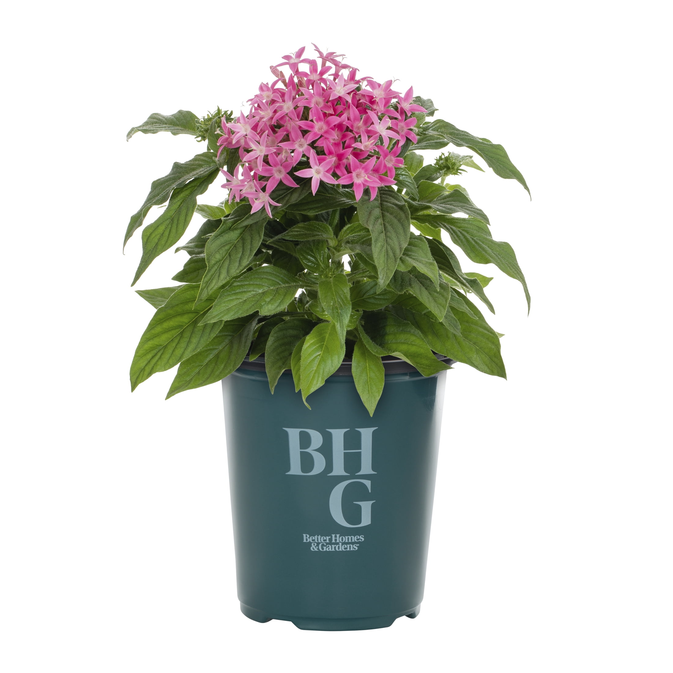 Better Homes & Gardens 1.5PT Pink Pentas Live Annual Plant Sun 5-Pack