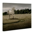 thumbnail image 3 of Stupell Industries Galloping Through Field Horse Canvas Wall Art design by Marcus Prime, 24 x 30, 3 of 7