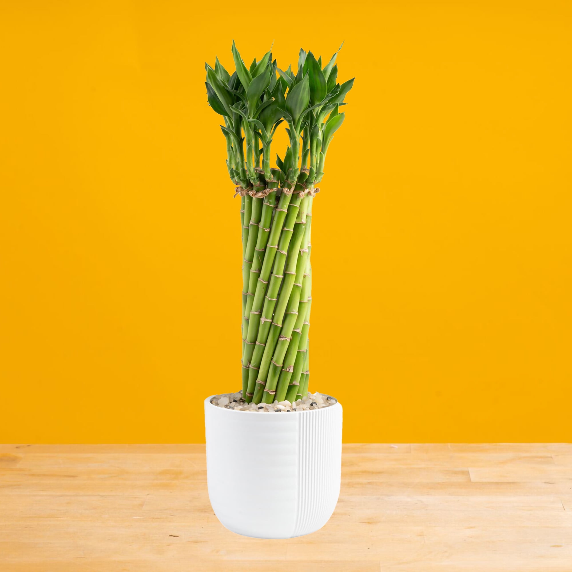 14" Tall Lucky Bamboo, Low Indirect Sunlight, Indoor Live House Plants