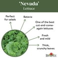 thumbnail image 4 of Burpee Nevada Lettuce Seeds, Annual Vegetable Gardening Seeds, Full Sun, 4 of 5
