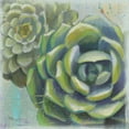 thumbnail image 2 of Wellington Studio 26x26 White Modern Wood Framed Museum Art Print Titled - Succulents II, 2 of 4