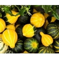thumbnail image 6 of TomorrowSeeds - Bicolor Pear Ornamental Gourd Seeds - 60+ Count - For 2026 Planting Yellow Green, 6 of 9