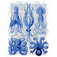 thumbnail image 2 of Fab Funky 15x18 Gold Ornate Wood Framed with Double Matting Museum Art Print Titled - Octopus and Squid Blue, 2 of 4