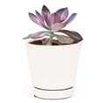 thumbnail image 6 of Graptoveria Fred Ives (4"+ Plastic Pot) - Tiny, Lovely, Easy to Care Succulent for Beginners - Live Succulent for Home Office, 6 of 6