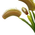 thumbnail image 4 of Vickerman 12" Green Artificial Venus Flytrap Plant 3/pk, 4 of 6