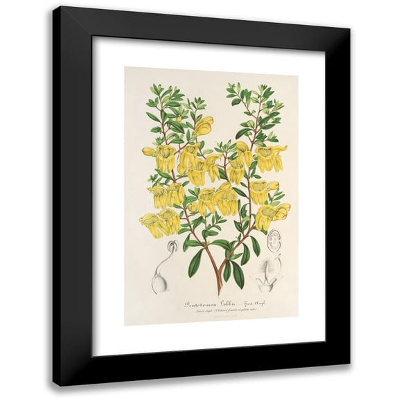 Charles Antoine Lemaire 11x14 Black Modern Framed Museum Art Print Titled - Lepidostemon Penstemonoides (Penstemon Lobbii) (1854-1896)