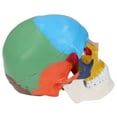 thumbnail image 1 of Modelo De Cráneo, Modelo Anatómico De Cráneo Desmontable De PVC Para El Aprendizaje, 1 of 8