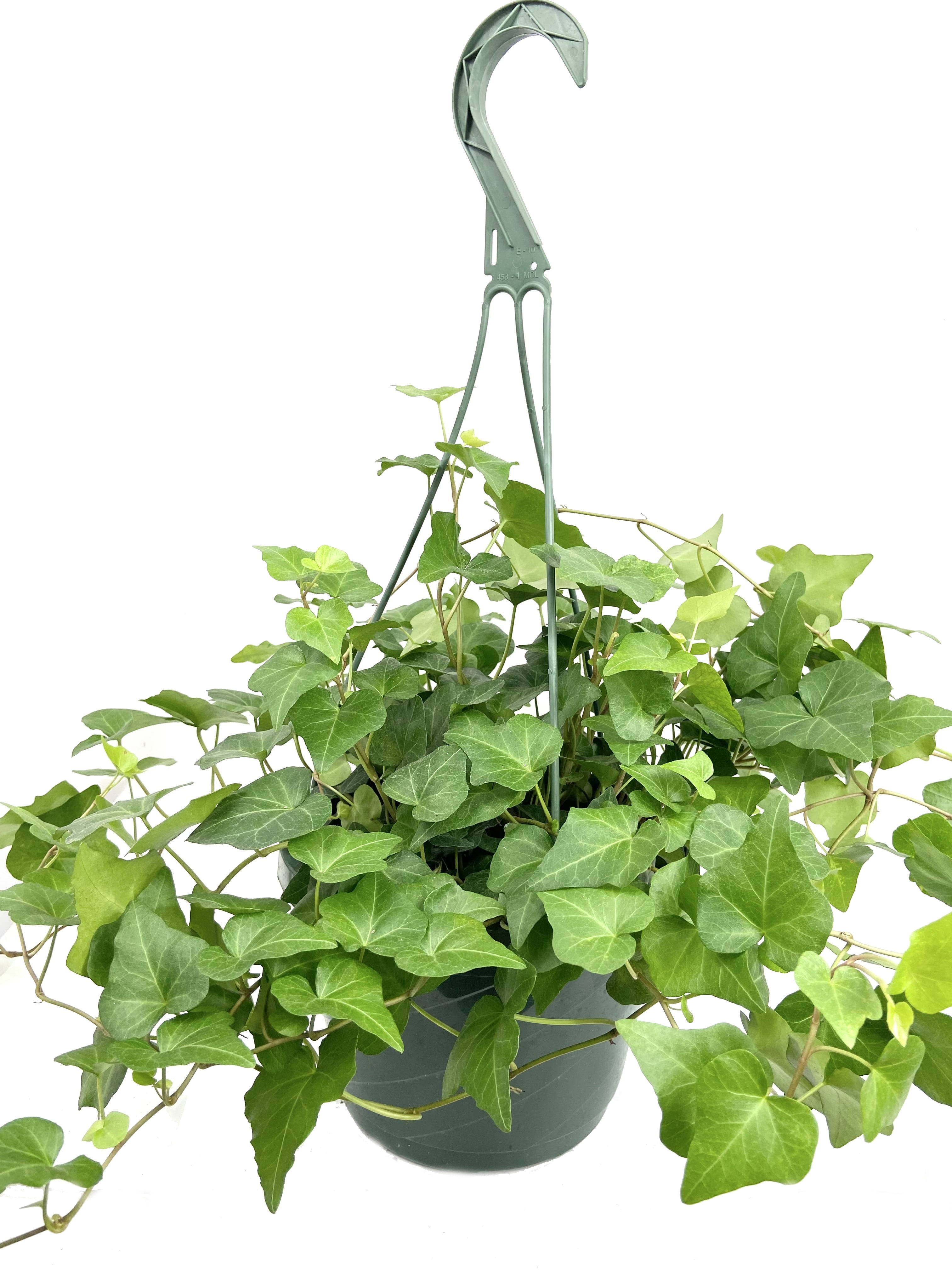 Refrein Grondwet halen Green English Ivy Hanging Basket - Live Plant in an 8 inch Pot - Hedera  Helix - Beautiful Easy Care Indoor Air Purifying Houseplant Vine -  Walmart.com