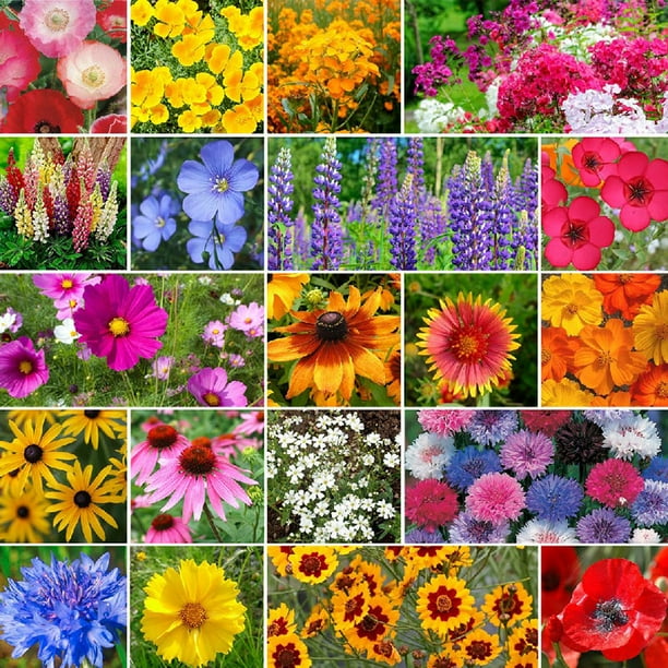 Burst Of Bloom Annual & Perennial Wildflower Seed Mix 1/4 Pound