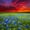 Bluebonnets At Sunset I, variant on Elephant Stock Bluebonnets At Sunset I Wall Art - Horizontal Canvas Wall Art - Living Room Wall Decor - Nature Canvas - Brown And Gray Decor - 12" x 8"