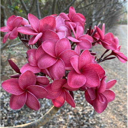 10 Cool Aid Plumeria Seeds Plants Flower Flowers Perennial Seed P-10 US Seller 10 Cool Aid Plumeria Seeds Plants Flower Flowers Perennial Seed P-10 US Seller