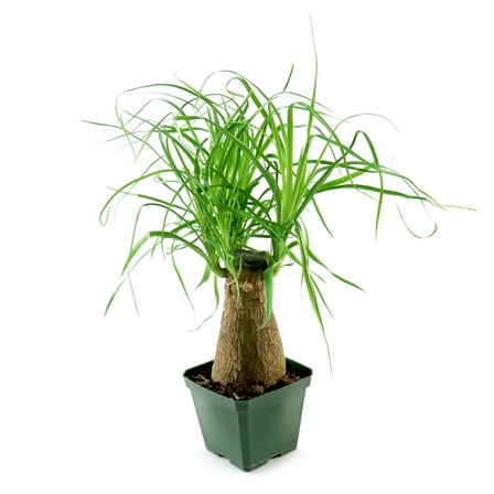4 in. Ponytail Palm Stump Plant in Grower Container