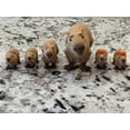 thumbnail image 3 of Capibara articulado 3D Truly Amazing Things, 3 of 8