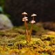 thumbnail image 4 of 4X Estacas de Jardín Decorativas de Metal con Forma de Seta, Perfectas para Decoración de Al Aire Libre y para Agregar A Su Decoración de Flores de Metal Al Aire Libre, 4 of 5