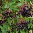 thumbnail image 3 of Elderberry Cuttings - 5 Count, 4-6" Cuttings, Edible Berry Shrub Propagation (5 Count), 3 of 6