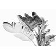 thumbnail image 2 of Hartson- Weddle, Ryan 18x13 White Modern Wood Framed Museum Art Print Titled - Tropical Velvet I - BW, 2 of 4