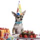 thumbnail image 3 of FENGGUIQU 4Ud Collar Con Lazo Para Perros Y Para Fiesta Y De Mascotas, 3 of 6