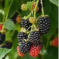 thumbnail image 3 of Apachee Thornless BlackBerry Seedlings for Planting - Well Rooted and Ready to Plant (1 Seedling), 3 of 5