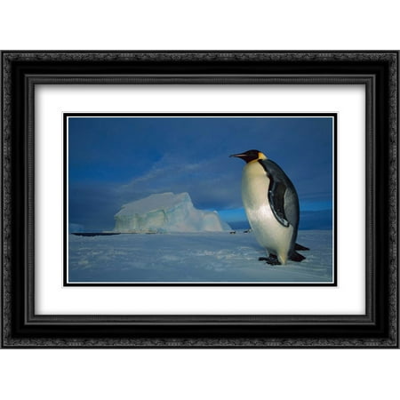 Emperor Penguin on sea ice in midnight twilight, Ekstrom Ice Shelf, Antarctica 2x Matted 24x18 Black Ornate Framed Art Print by De Roy,