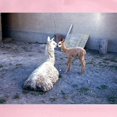 thumbnail image 2 of CafePress - Mom And Baby Llama Cap - Adjustable 100% Brushed Unisex Casual Cotton Baseball Cap, Beige, 1, 2 of 2
