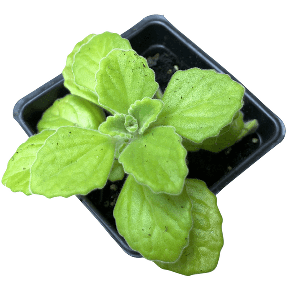 Smoke Camp Crafts Cuban Oregano (Plectranthus amboinicus) Organic Plant in 2.5-inch Pot - Indian Borage, Caribbean Oregano, Soup Mint