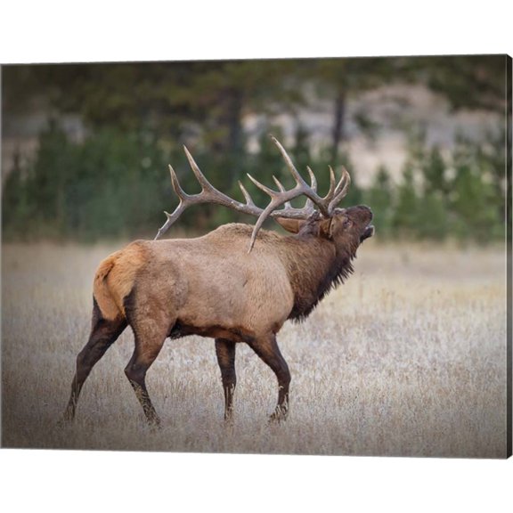 Great Art Now Bull Elk by Larry McFerrin, Canvas Wall Art, 20W x 16H