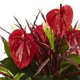 thumbnail image 2 of Nearly Natural Red 24" Mixed Anthurium Bush Artificial Plant, Set of 2, 2 of 3