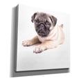 thumbnail image 2 of Epic Graffiti 'Cute Pug Puppy' by Edward M. Fielding, Giclee Canvas Wall Art, 37"x37", 2 of 8